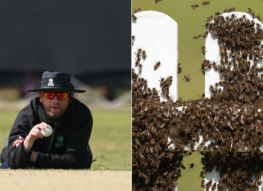 Cricket Ireland forced to call out beekeeper after unexpected swarm delays domestic clash