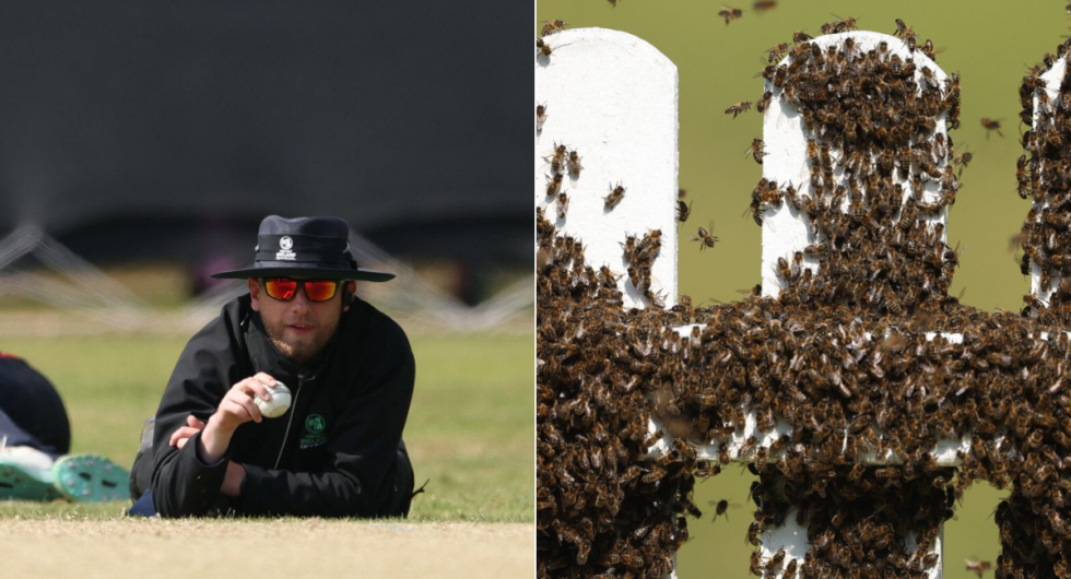 Cricket Ireland Forced To Call Out Beekeeper After Unexpected Swarm Delays Domestic Clash