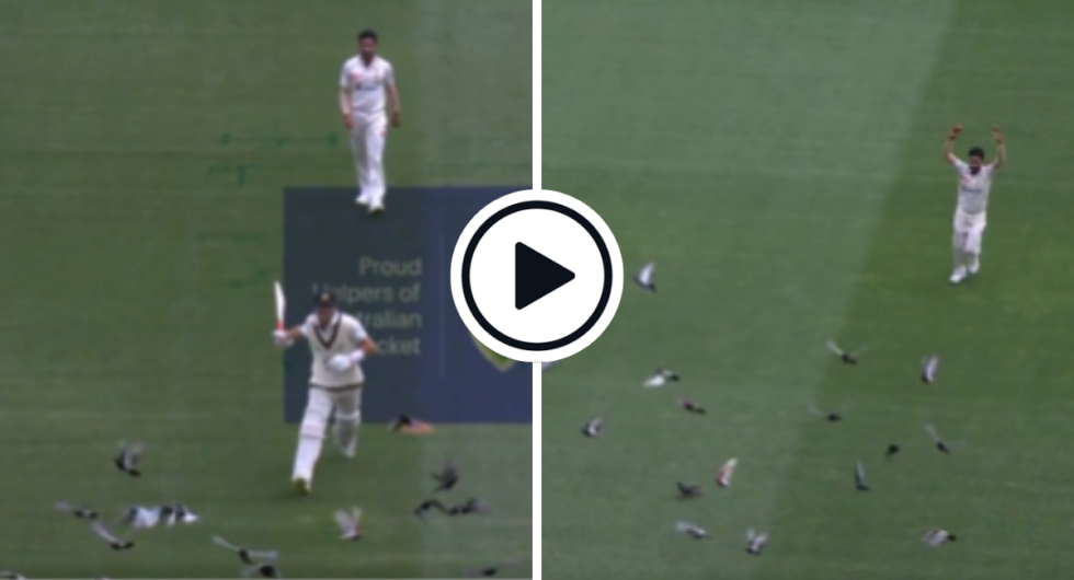 Labuschagne chases pigeons away at MCG